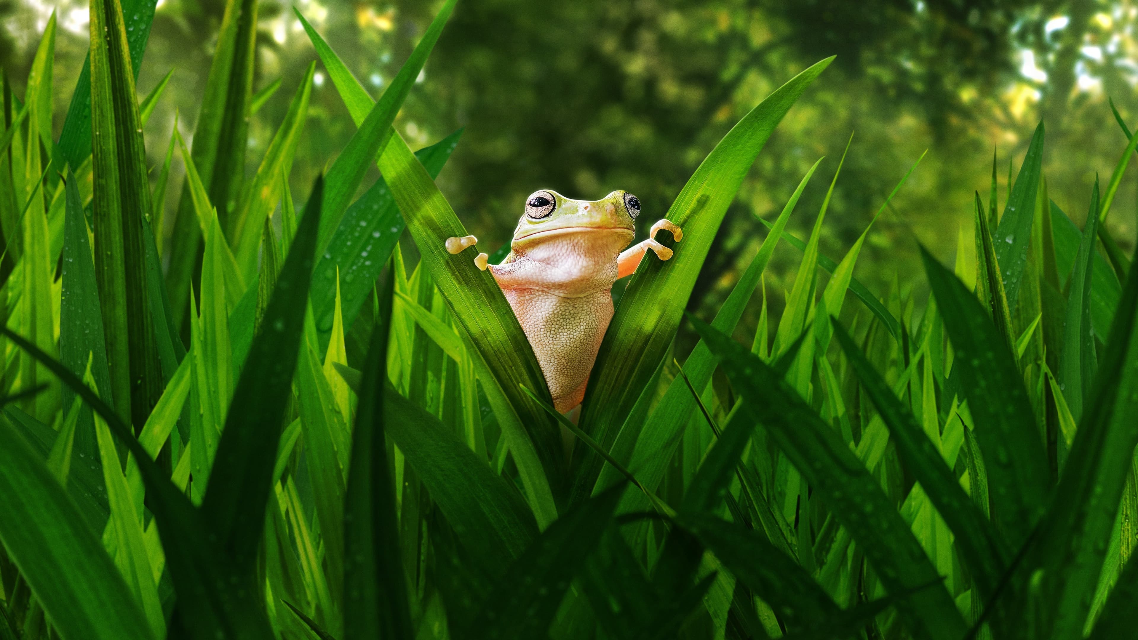 Thế Giới Siêu Nhỏ - Tiny World